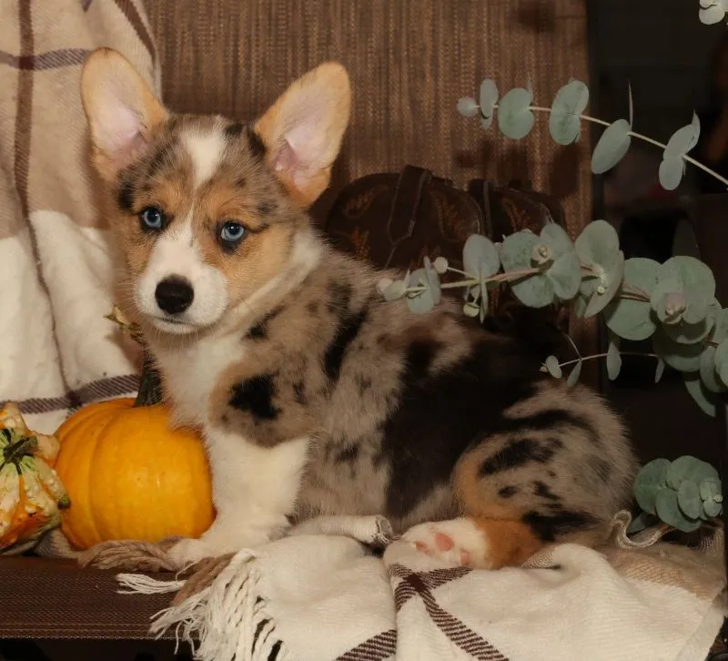 Ollie
