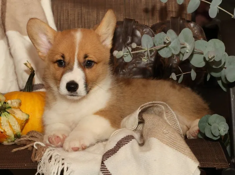 Oscar