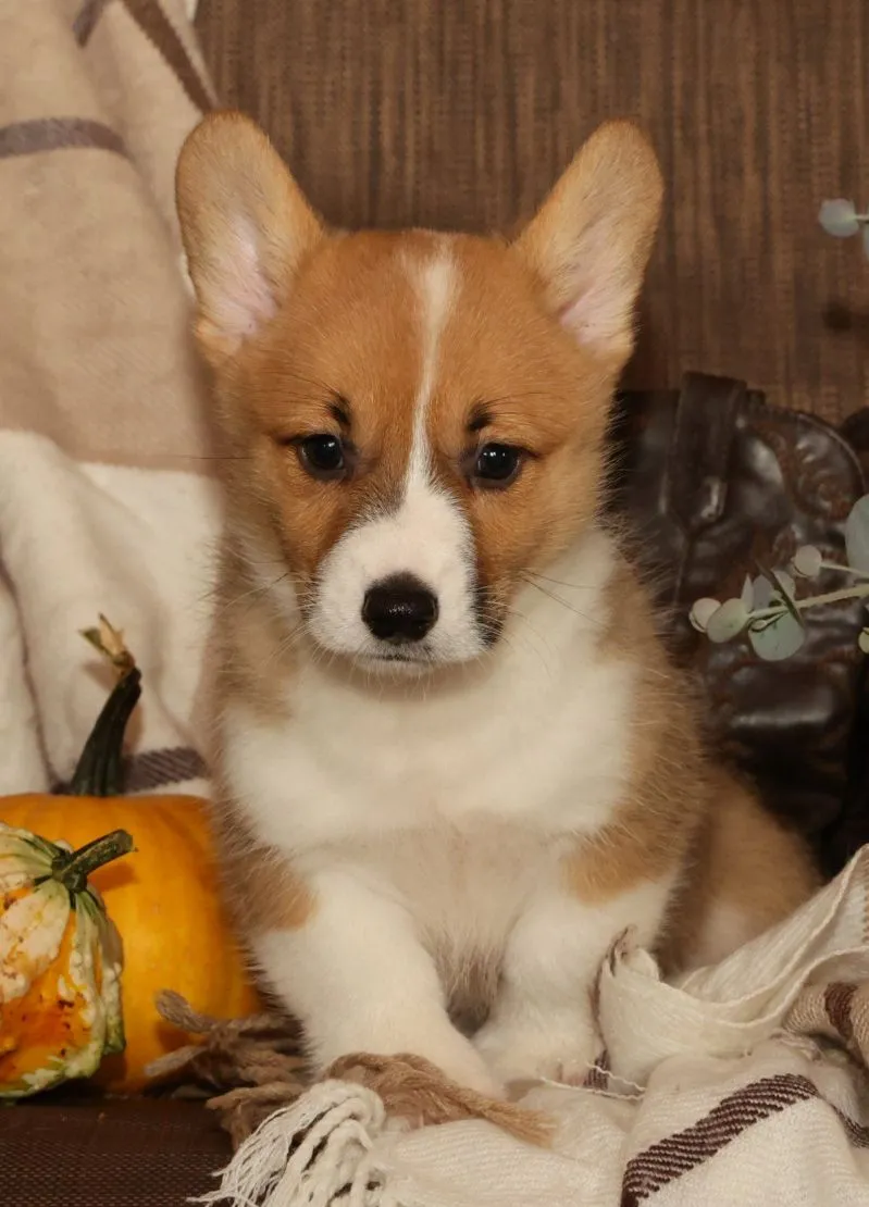 Oscar