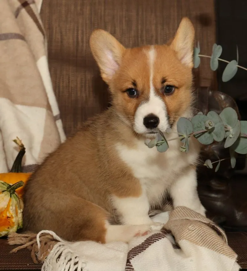 Oscar