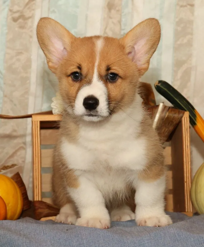 Oscar
