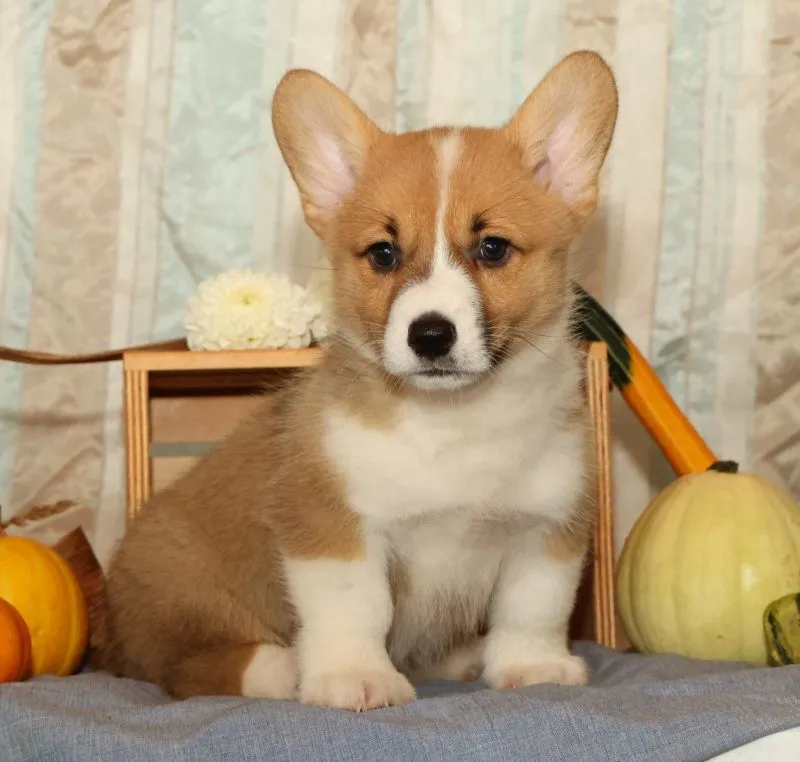 Oscar