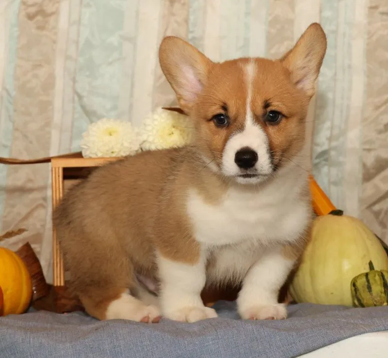 Oscar