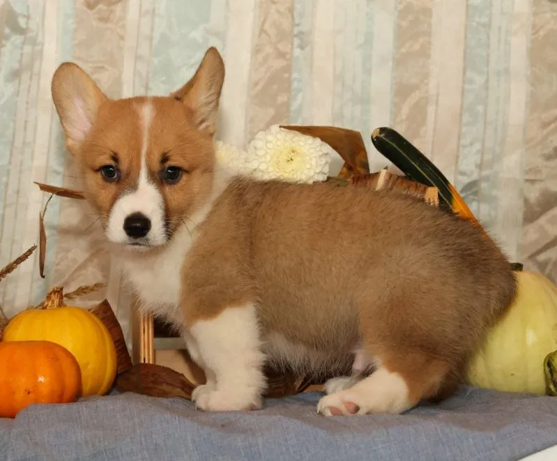 Oscar
