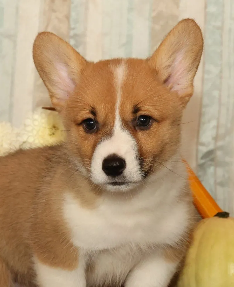 Oscar