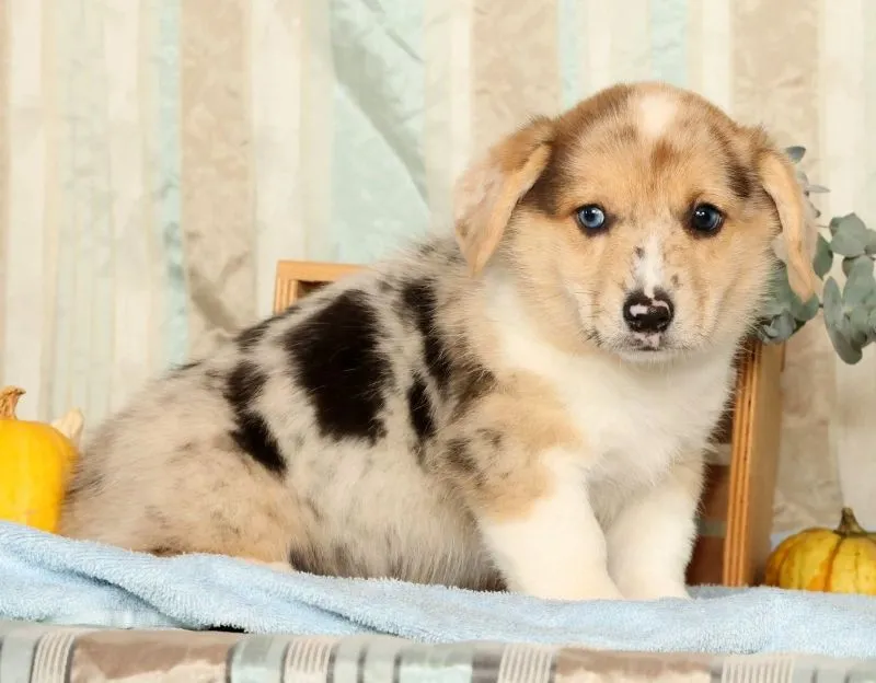 Teddy