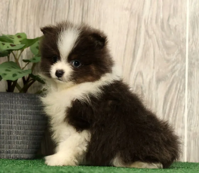 Lucas Blue and White