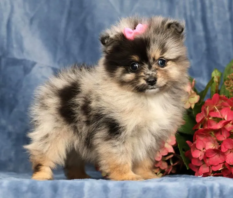 Lilly