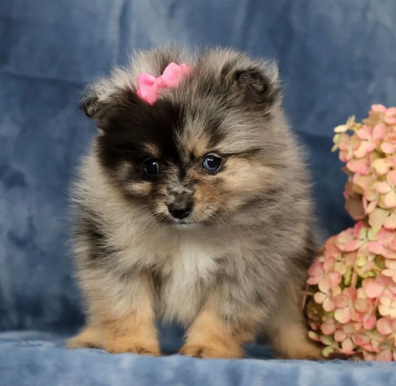 Lilly